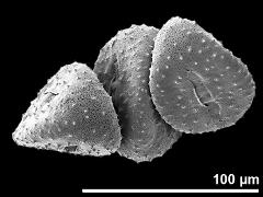 hydrated pollen grains