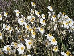 aspect of Helianthemum apenninum