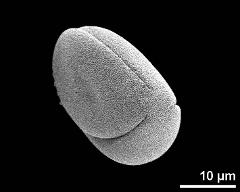 polar view (dry pollen grain)