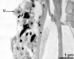 tapetum cells with Ubisch bodies (U)