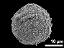 proximal polar view