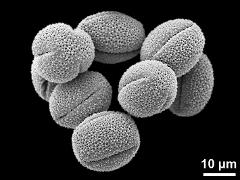 dry pollen grains