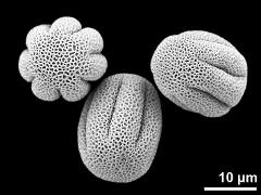 dry pollen grains (long-styled morph)