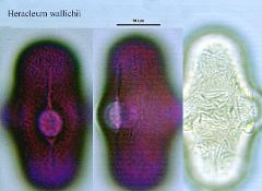 hydrated pollen