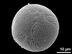 pantocolpate pollen grain