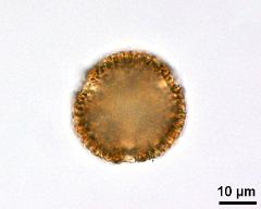 acetolyzed pollen,polar view,optical section