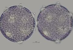 hydrated pollen