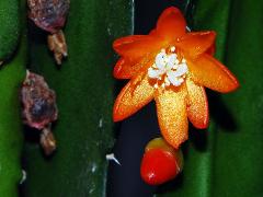 flower of Lepismium monacanthum
