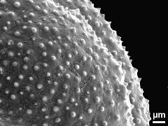 exine surface,dry pollen