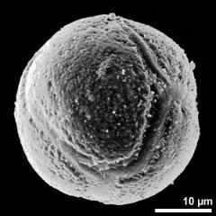 hydrated pollen grain