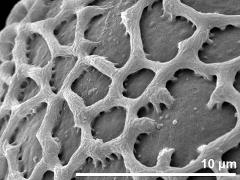 exine surface