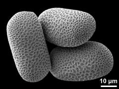 hydrated pollen grains