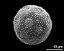 hydrated pollen grain