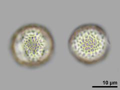 equatorial view,hydrated pollen