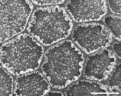 exine surface