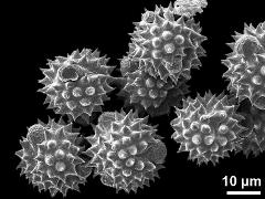 dry pollen grains