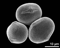 hydrated pollen grains