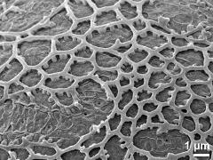 exine surface