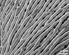exine surface