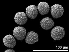 hydrated pollen grains