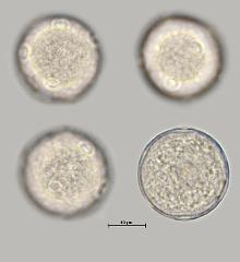 hydrated pollen