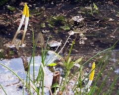 aspect of Orontium aquaticum