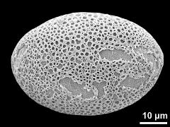 polar distal view