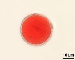 2-celled pollen