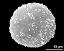 hydrated pollen grain