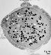 cross section of pollen grain