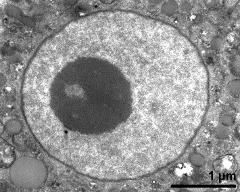 vegetative nucleus