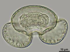 equatorial view,hydrated pollen