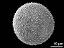 hydrated pollen grain