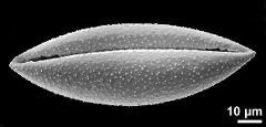 dry pollen grain