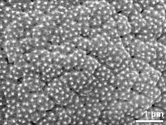 exine surface