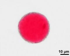 2-celled pollen