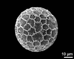 hydrated pollen grain