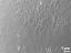 exine surface