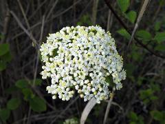 inflorescence of Viburnum lantana