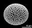 hydrated pollen grain