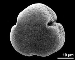 polar view of dry pollen grain