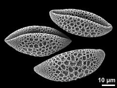 dry pollen grains