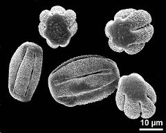 dry pollen grains