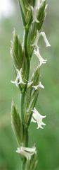 flowers of Lolium perenne