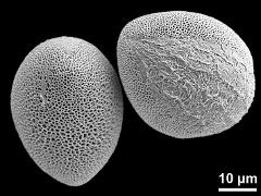 hydrated pollen grains