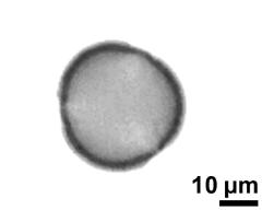 optical section