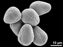 dry pollen grains