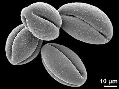 dry pollen grains