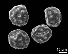 dry pollen grains