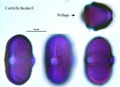 hydrated pollen